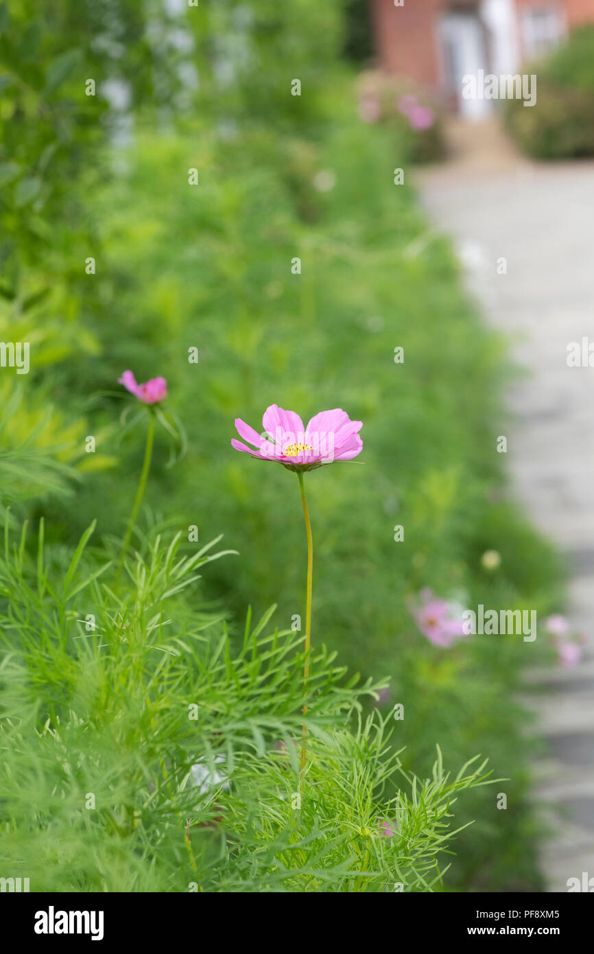 Cosmos Bipinnatus. Cosmos Blumen an RHS Wisley Gardens im August. Mexikanische Aster Stockfoto