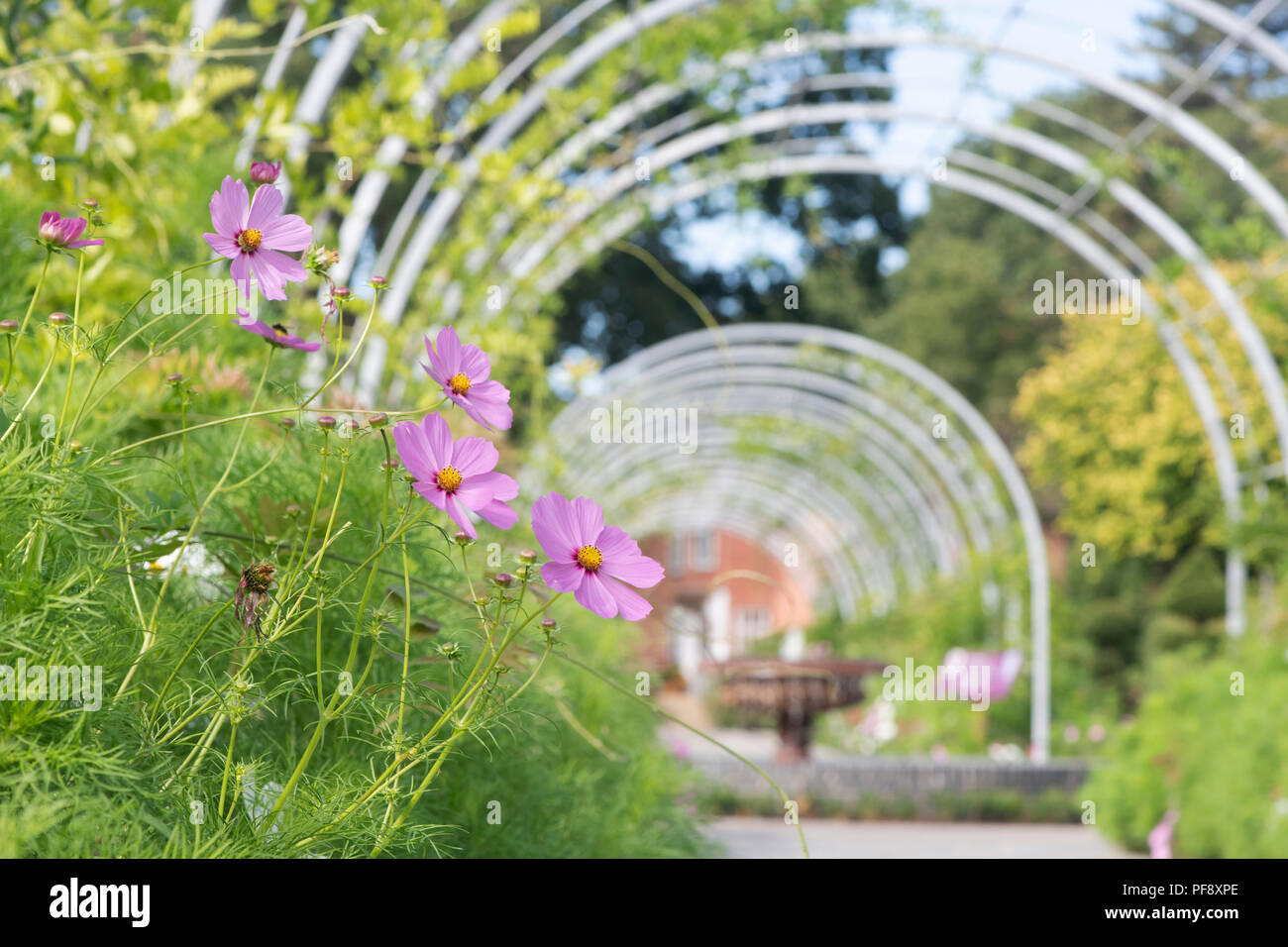 Cosmos Bipinnatus. Cosmos Blumen an RHS Wisley Gardens im August. Mexikanische Aster Stockfoto