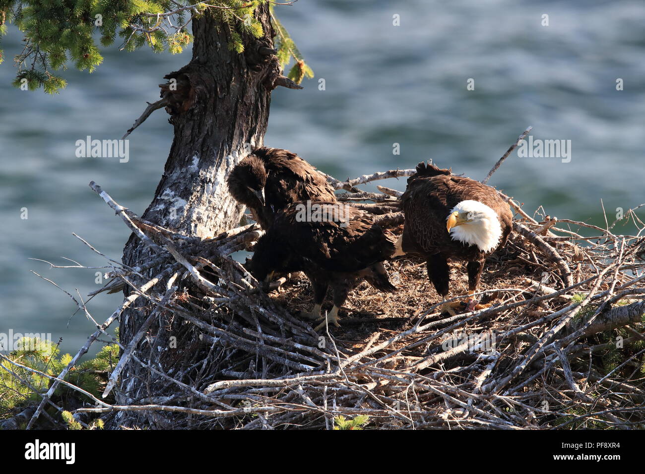 Nach Adler mit zwei Küken in einem Nest in einem Baum auf einer Klippe der Insel Vancouver Kanada Stockfoto