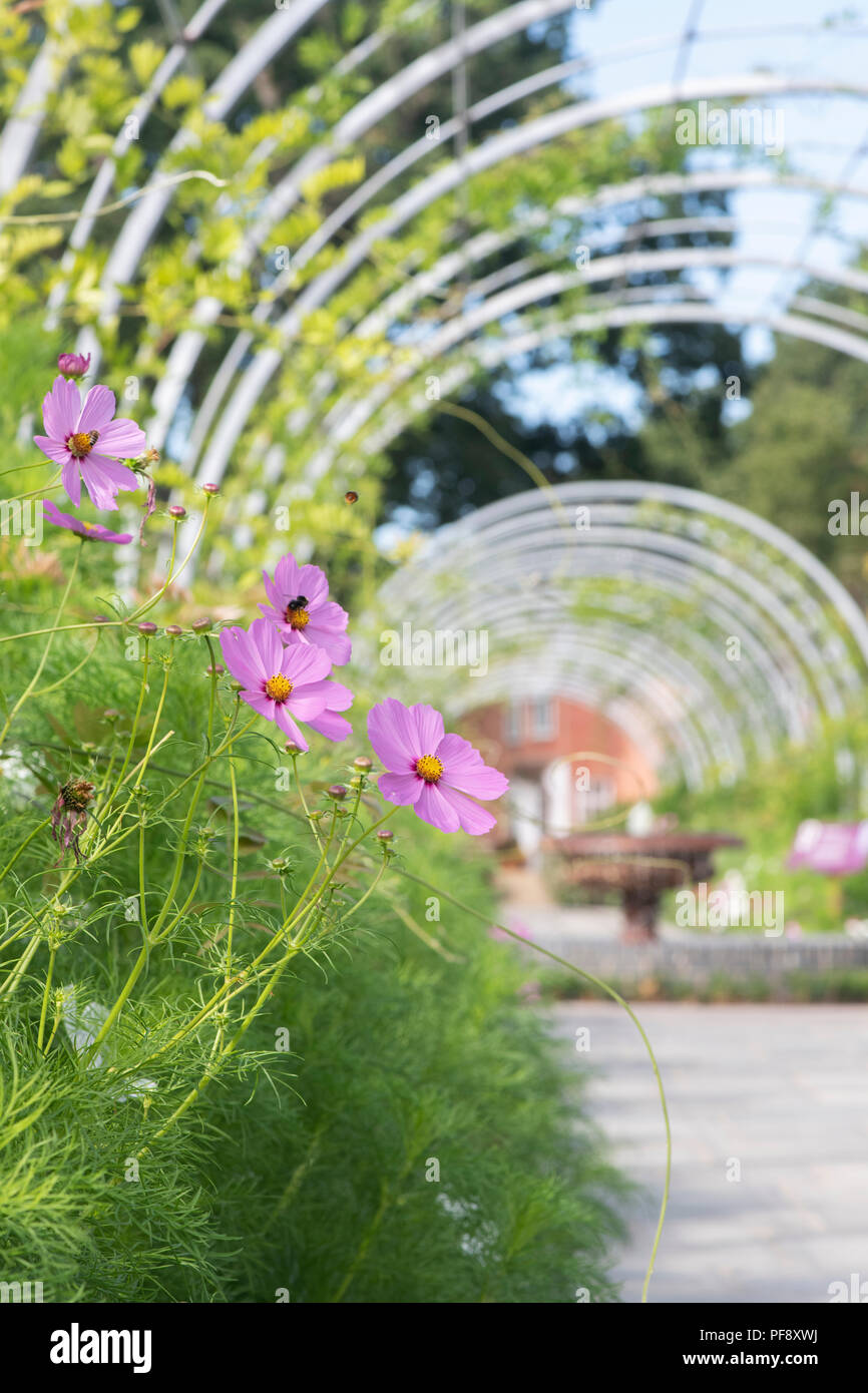Cosmos Bipinnatus. Cosmos Blumen an RHS Wisley Gardens im August. Mexikanische Aster Stockfoto