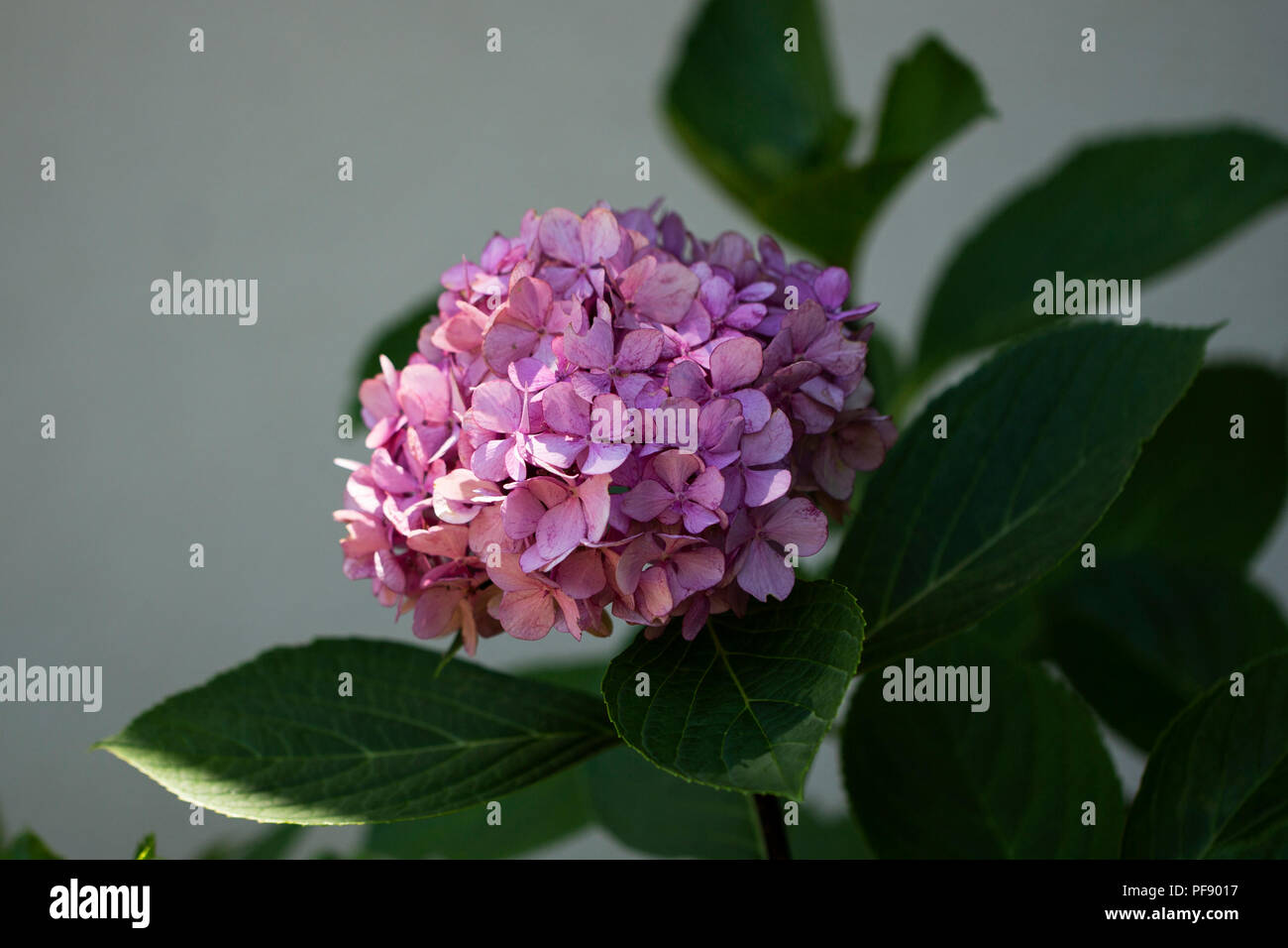 Hydrangea macrophylla, oder bigleaf Hydrangea, in Sorte Nigra. Stockfoto