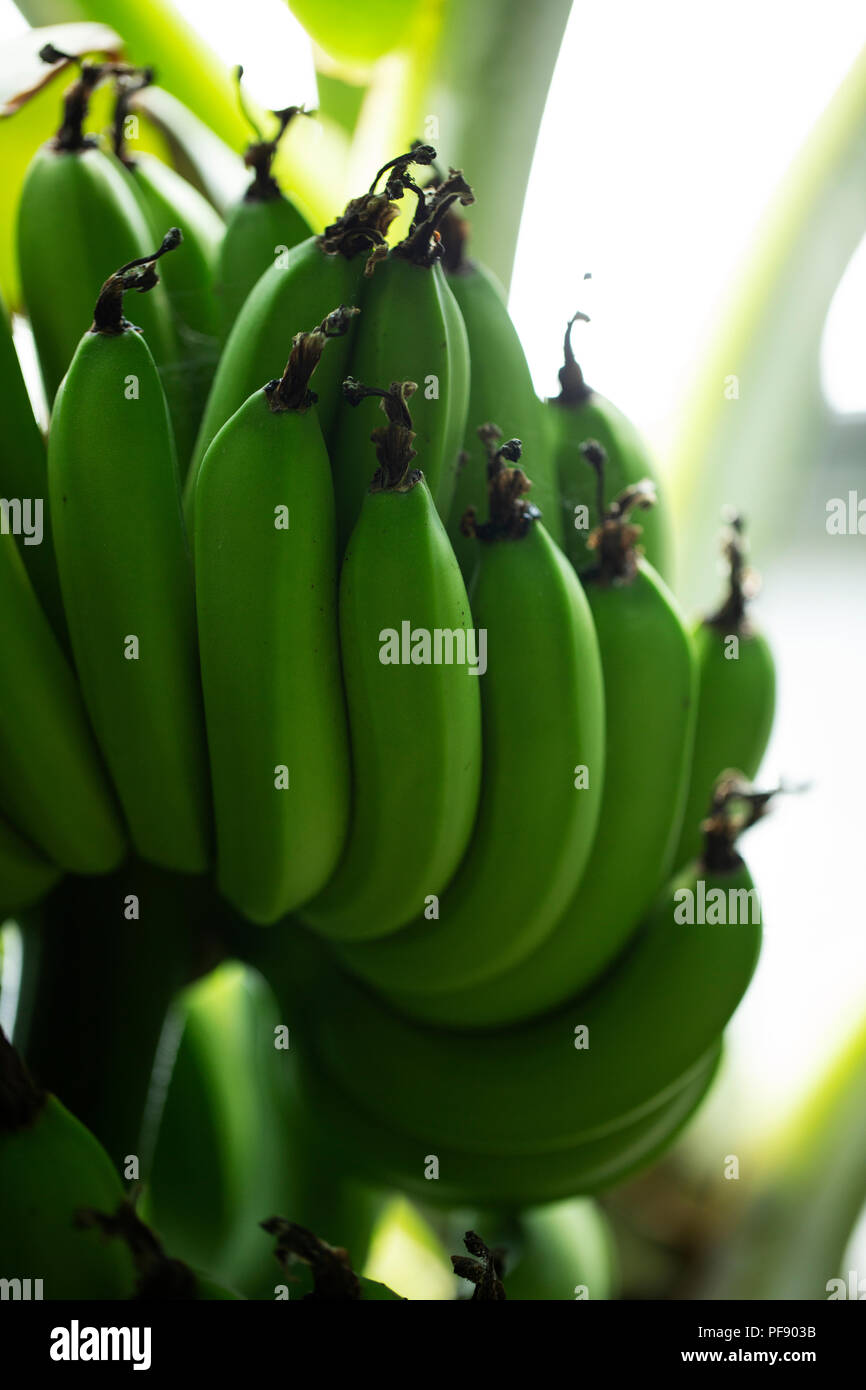 Musa x paradisiaca Williams Bananen, wächst an einem Baum. Stockfoto