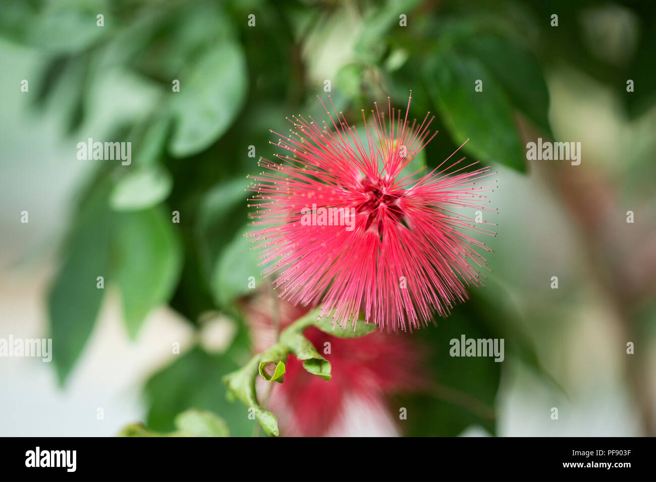 Calliandra emarginata oder pink Powder Puff, in der Familie Fabaceae, beheimatet in Zentral- und Südamerika. Stockfoto