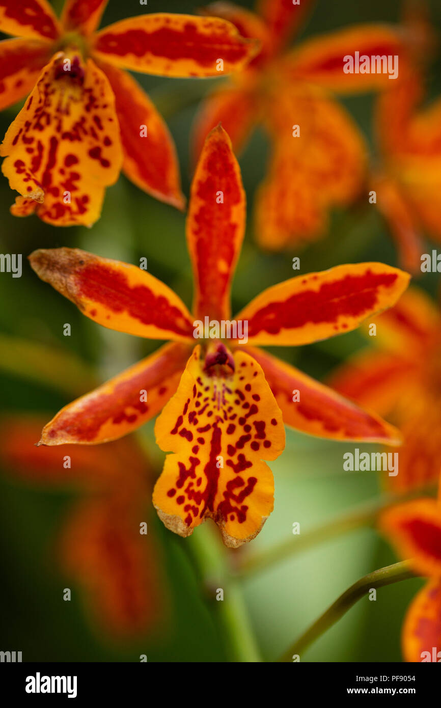 Epicatanthe Volcano Trick Orange Fire Orchidee. Stockfoto
