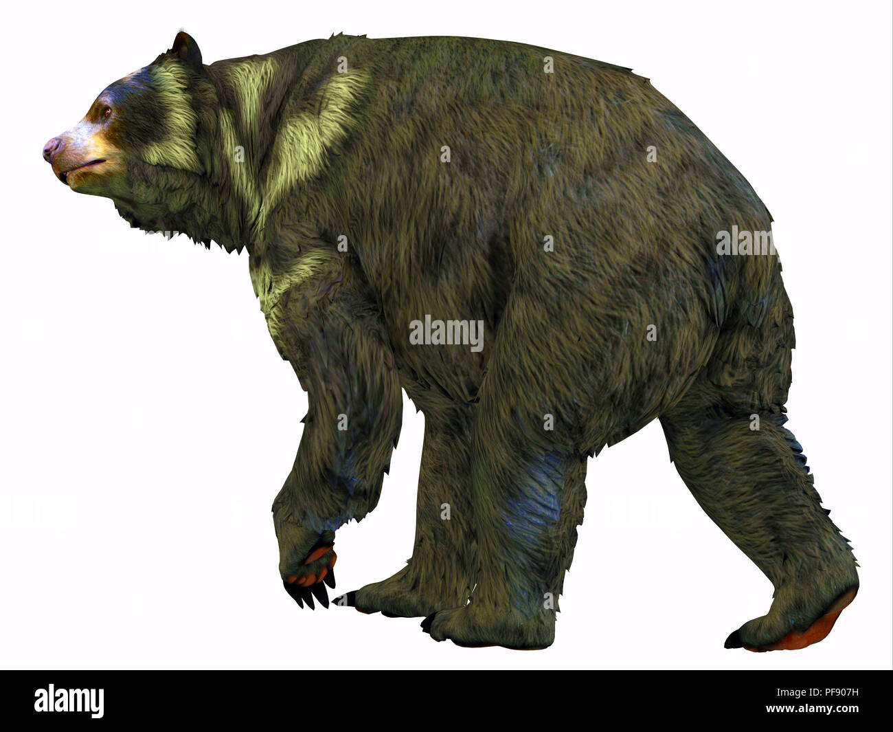 Arctodus Bär - arctodus war ein Allesfresser kurzfristig konfrontiert, dass in Nordamerika während des Pleistozäns Zeit gelebt. Stockfoto