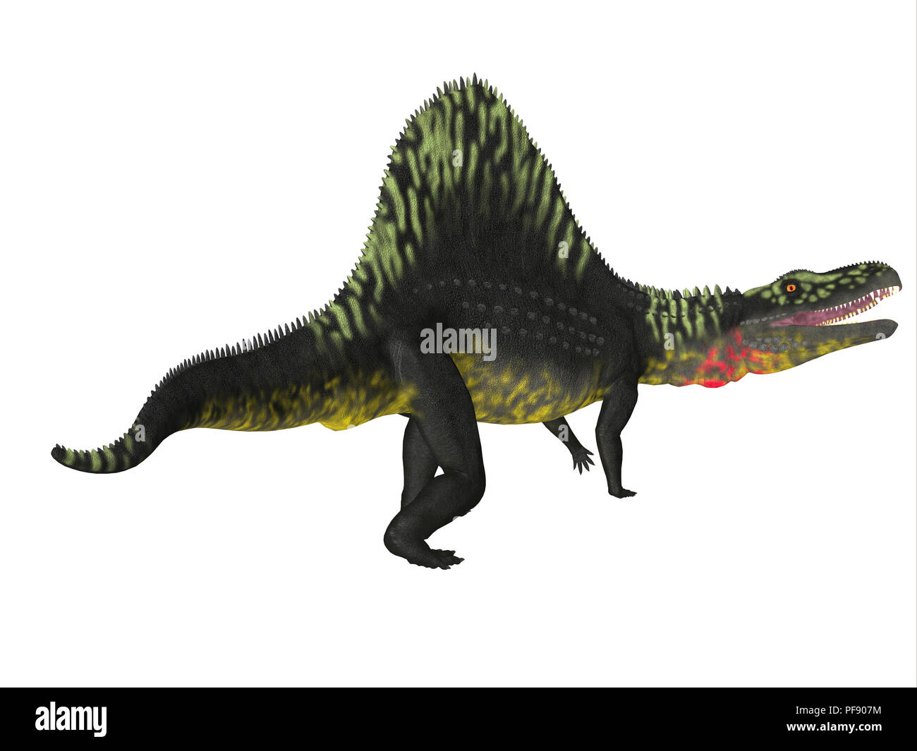Arizonasaurus Dinosaurier - Arizonasaurus war eine fleischfressende Theropode Saurier, die in Arizona während der Trias lebte. Stockfoto