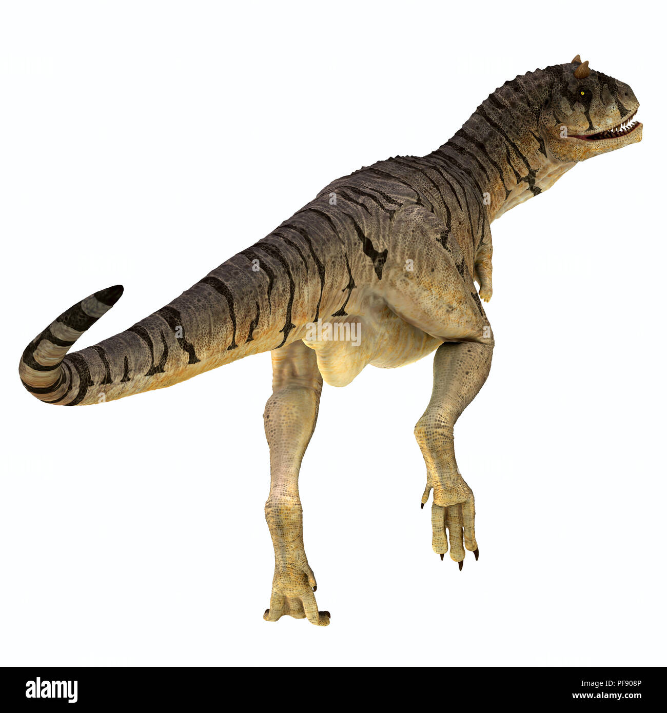 Sastrei Carnotaurus Saurier Schwanz - carnotaurus war eine fleischfressende Theropode Saurier, in Patagonien, Argentinien während der Kreidezeit lebten. Stockfoto