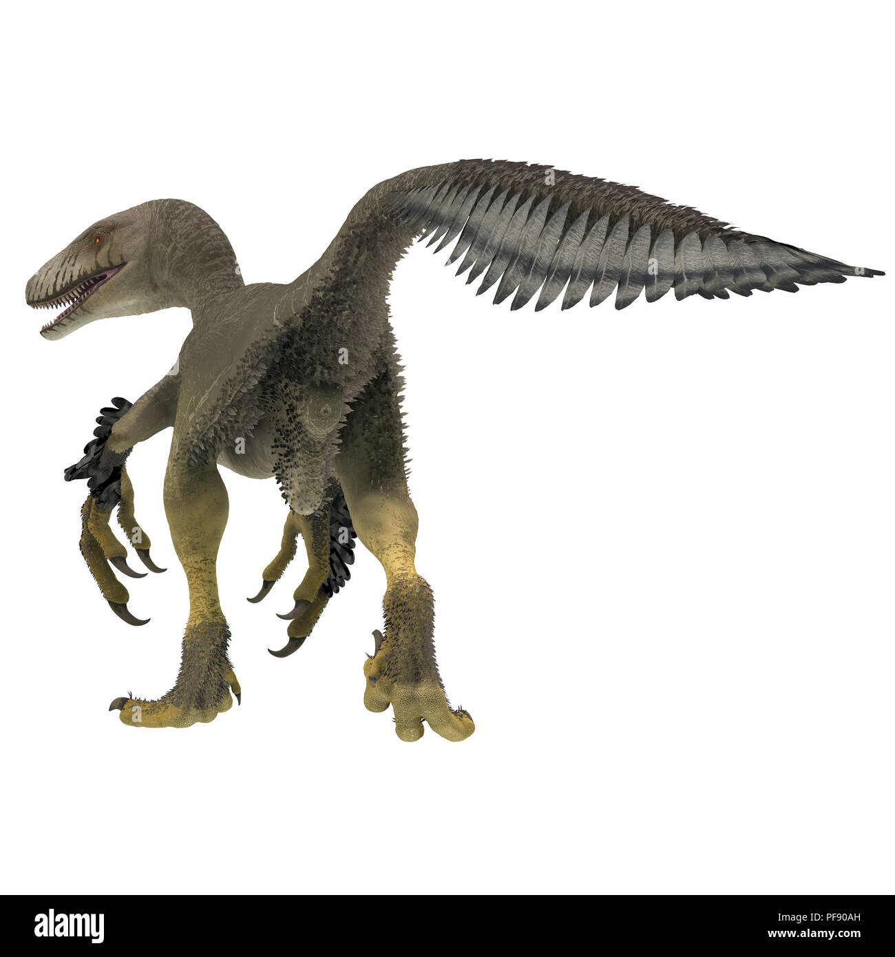 Dakotaraptor war ein fleischfressender Theropoder theropode Saurier, die in South Dakota, North Amerika während der Kreidezeit lebten. Stockfoto