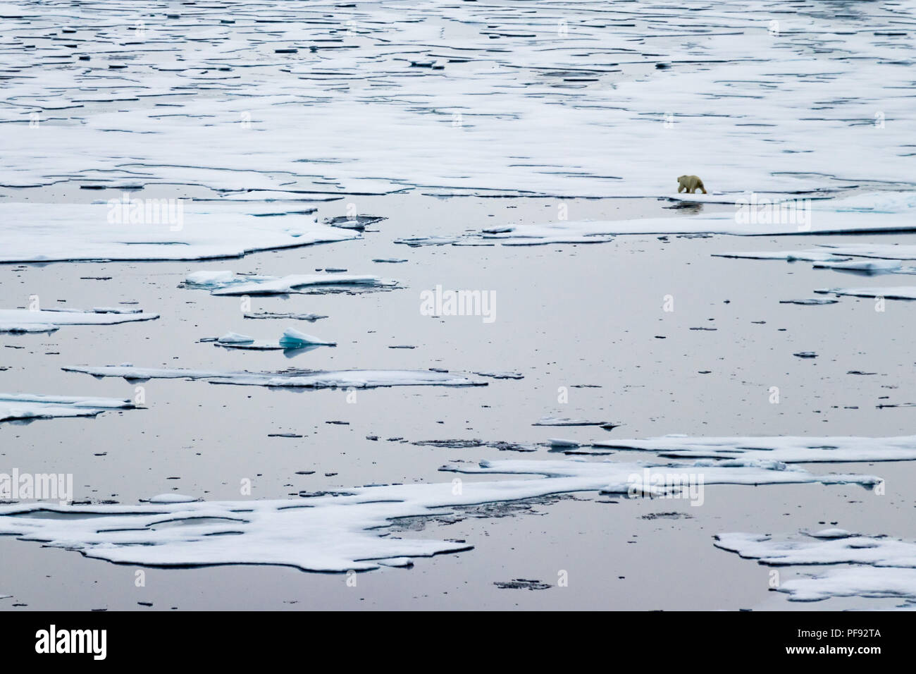 North Ice Flanke am 82 41.01 Grad nördlich von Spitzbergen mit einem Eisbären zu Fuß in den Hintergrund. Stockfoto