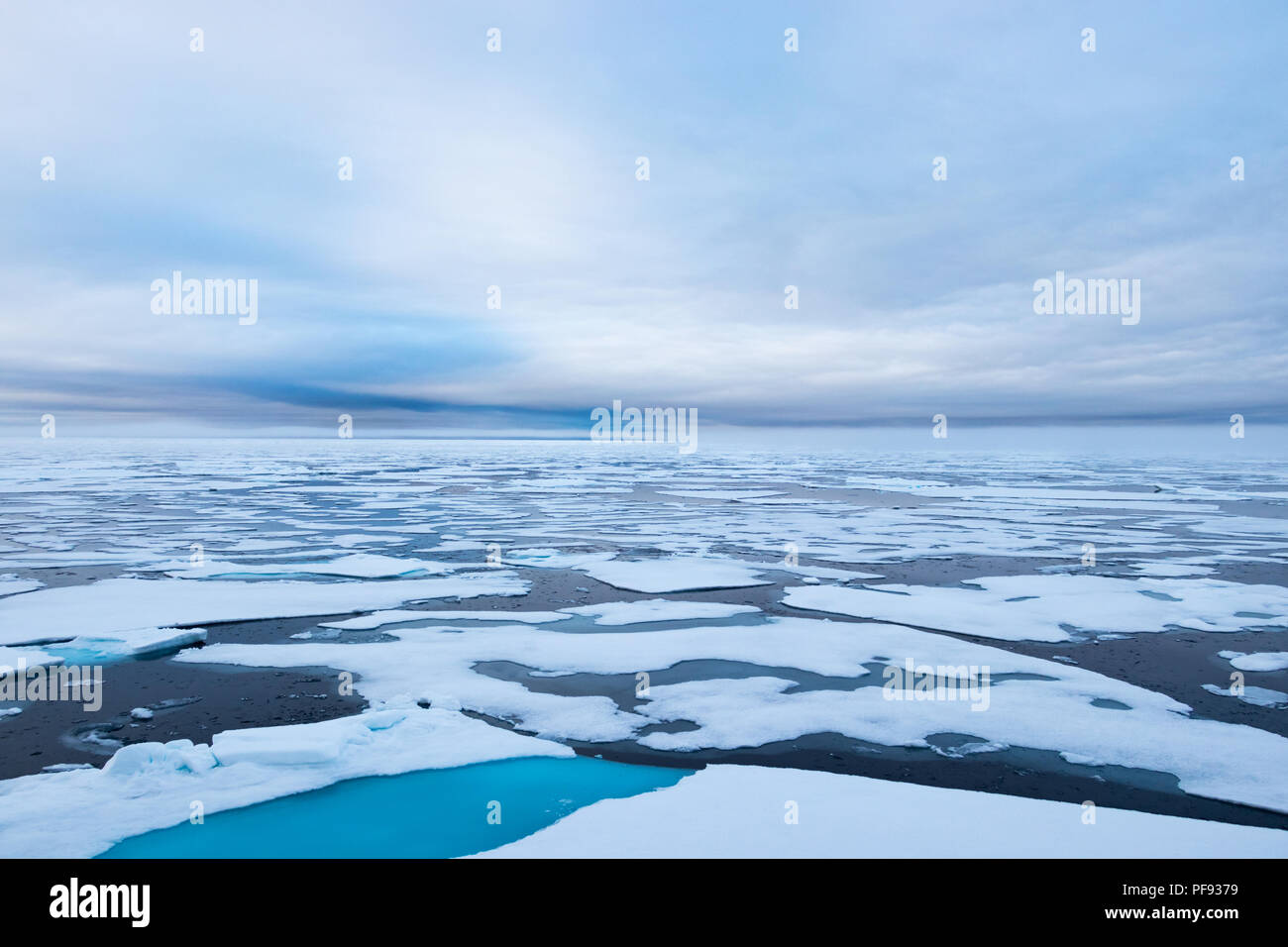 North Ice Flanke am 82 41.01 Grad nördlich von Spitzbergen, Arktischen Ozean, Norwegen. Stockfoto