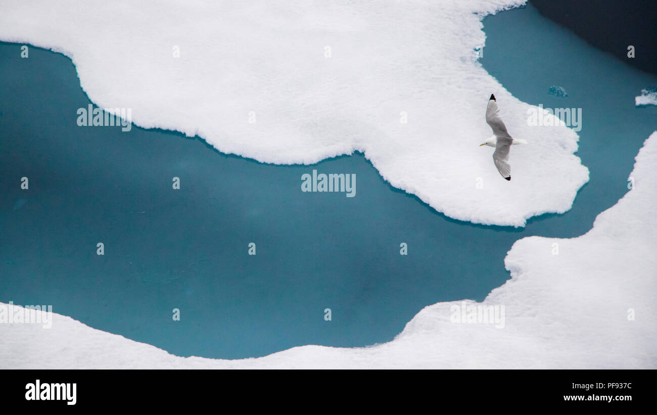 Die schwarz-legged Dreizehenmöwe (Rissa tridactyla) über das Eis im arktischen Ozean fliegen bei 82 Grad nördlicher Breite und 022 Grad östlicher Länge. Stockfoto