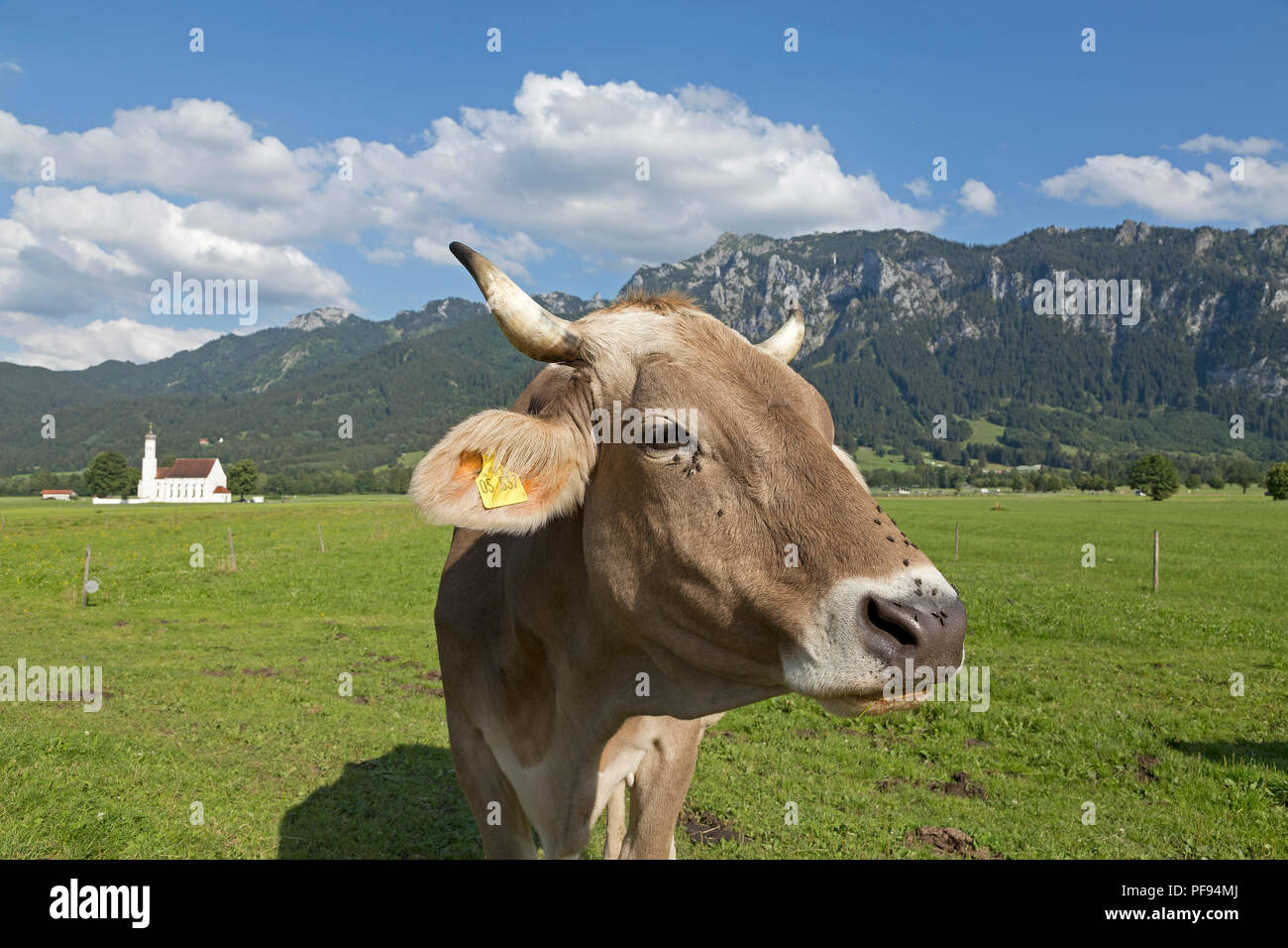 Kuh vor St. Coloman Kirche in der Nähe von Schwangau, Allgäu, Bayern, Deutschland Stockfoto