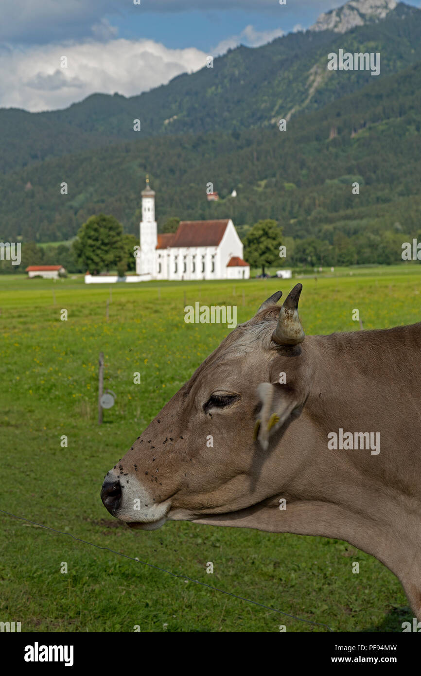 Kuh vor St. Coloman Kirche in der Nähe von Schwangau, Allgäu, Bayern, Deutschland Stockfoto