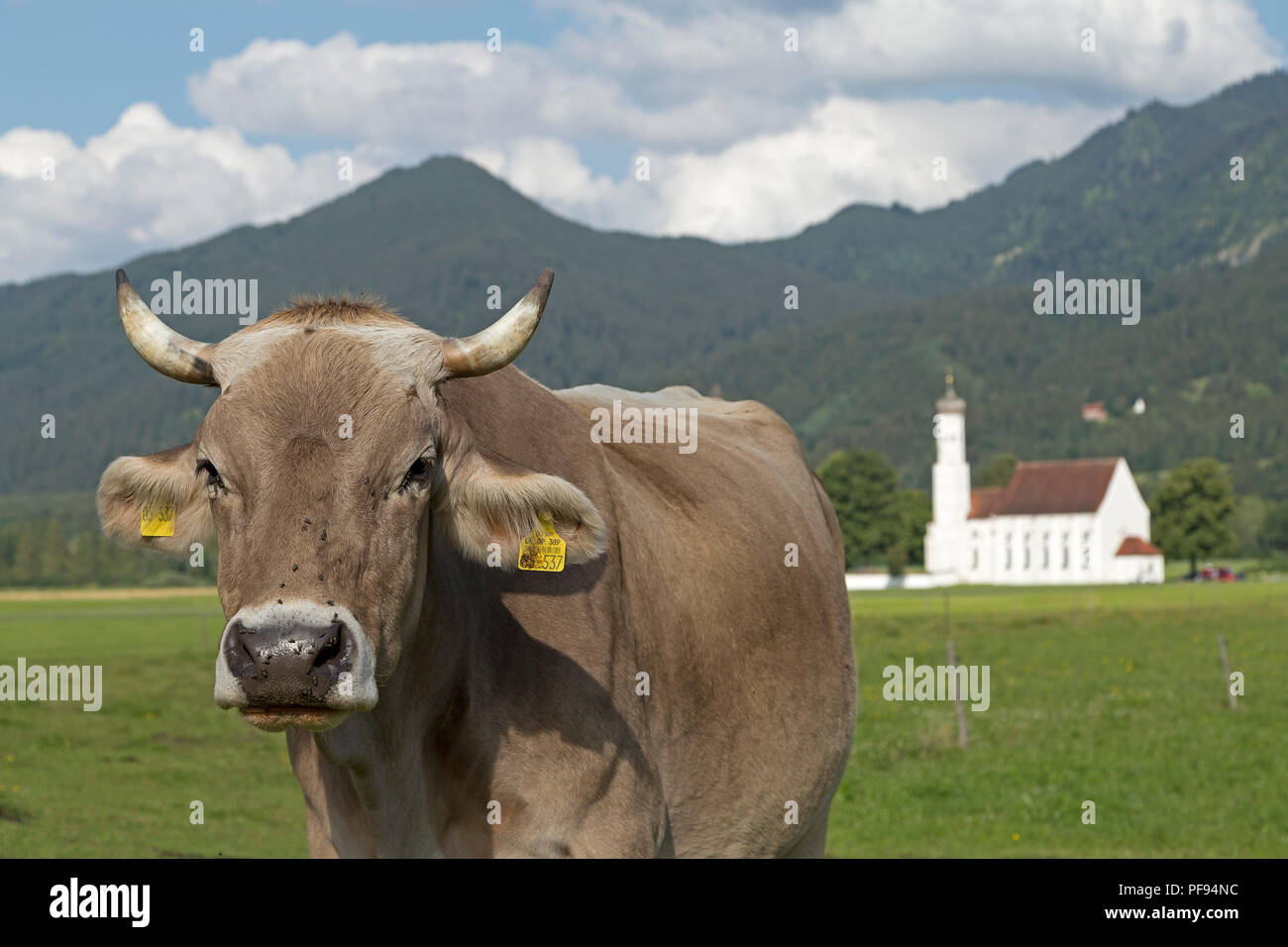 Kuh vor St. Coloman Kirche in der Nähe von Schwangau, Allgäu, Bayern, Deutschland Stockfoto