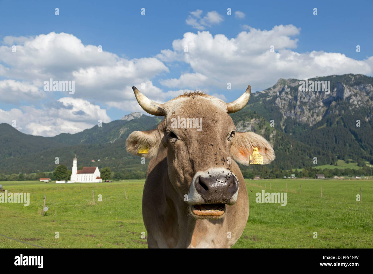 Kuh vor St. Coloman Kirche in der Nähe von Schwangau, Allgäu, Bayern, Deutschland Stockfoto