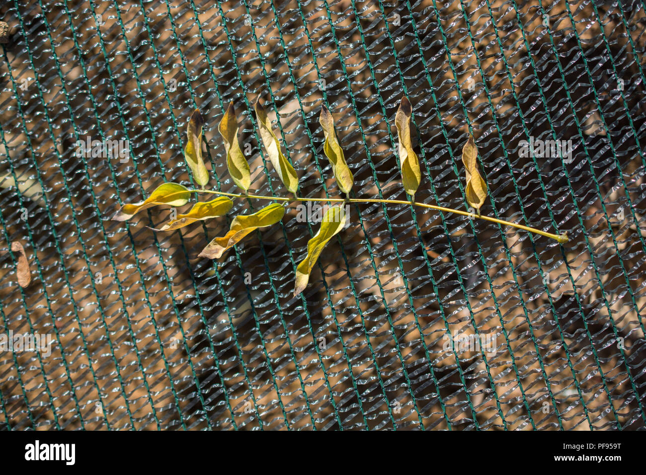 Ein trockenes Blatt im Herbst mal in Makro anzeigen Stockfoto