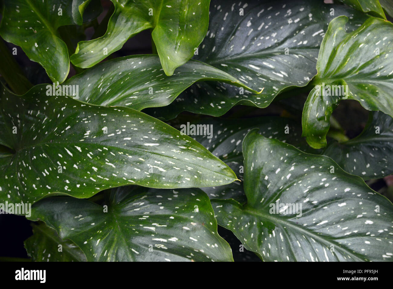 Die Wei-gesprenkelt grn Bltter der dunkel Lila & Creme Calla Lilie  "Picasso" (zantedeschia) wuchs in einem englischen Country Garden,  Lancashire Stockfotografie - Alamy