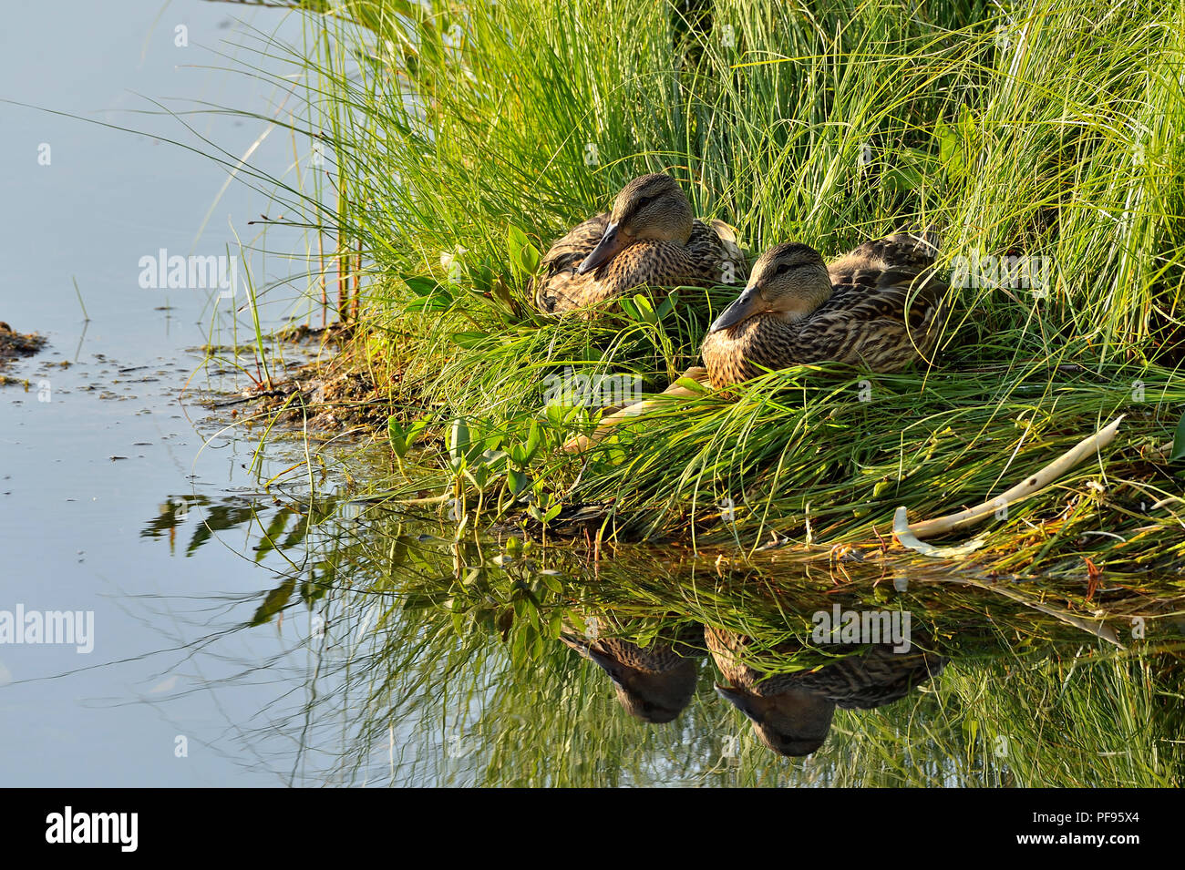 Zwei weibliche Stockenten (Anas platyrhynchos), im hohen Marsh Grass am Rande eines ruhigen See in ländlichen Alberta Kanada sitzen. Stockfoto