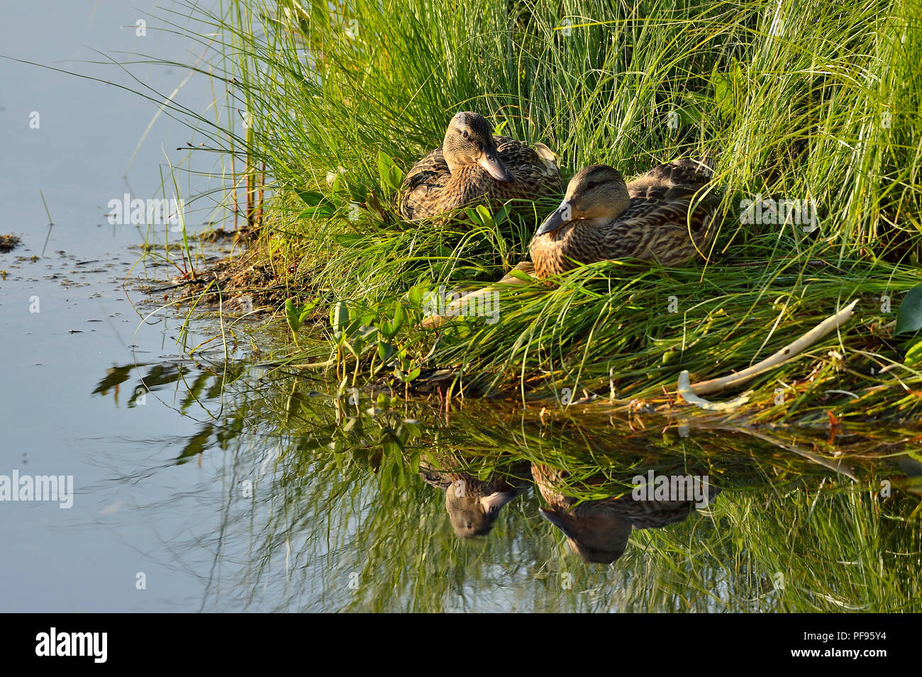 Zwei weibliche Stockenten (Anas platyrhynchos), im hohen Marsh Grass am Rande eines ruhigen See in ländlichen Alberta Kanada sitzen. Stockfoto