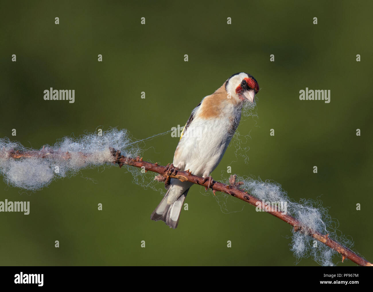 Europäische Stieglitz, Carduelis carduelis, sammeln Wolle aus dornbusch für Nesting Material, Lancashire, Großbritannien Stockfoto