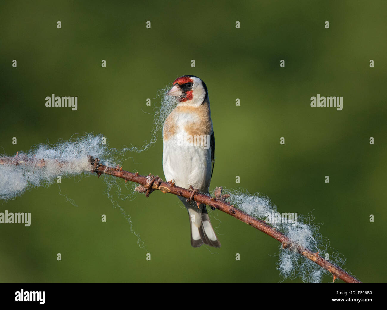 Europäische Stieglitz, Carduelis carduelis, sammeln Wolle aus dornbusch für Nesting Material, Lancashire, Großbritannien Stockfoto