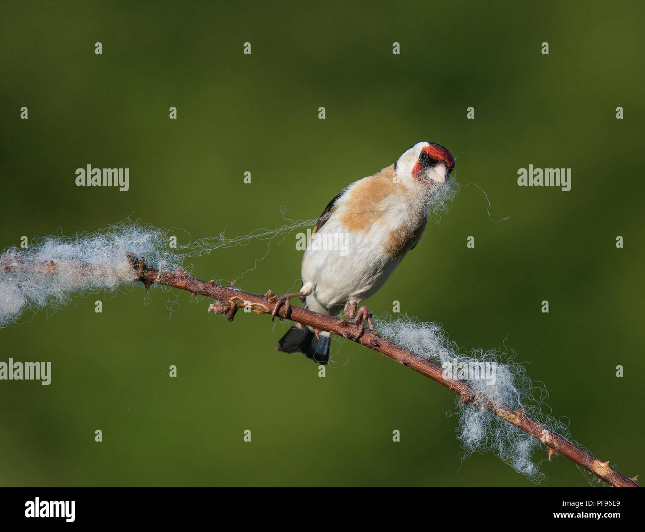 Europäische Stieglitz, Carduelis carduelis, sammeln Wolle aus dornbusch für Nesting Material, Lancashire, Großbritannien Stockfoto