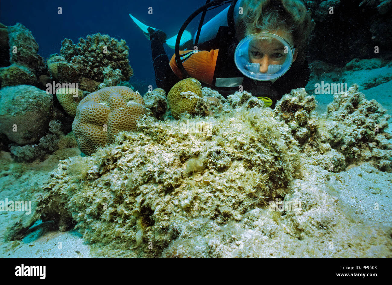 Scuba Diver entdeckt ein Riff Steinfisch oder echten Steinfisch (Synanceia verrucosa), die meisten giftigen Fisch der Welt, grub in Sand, El Quesier, Ägypten Stockfoto