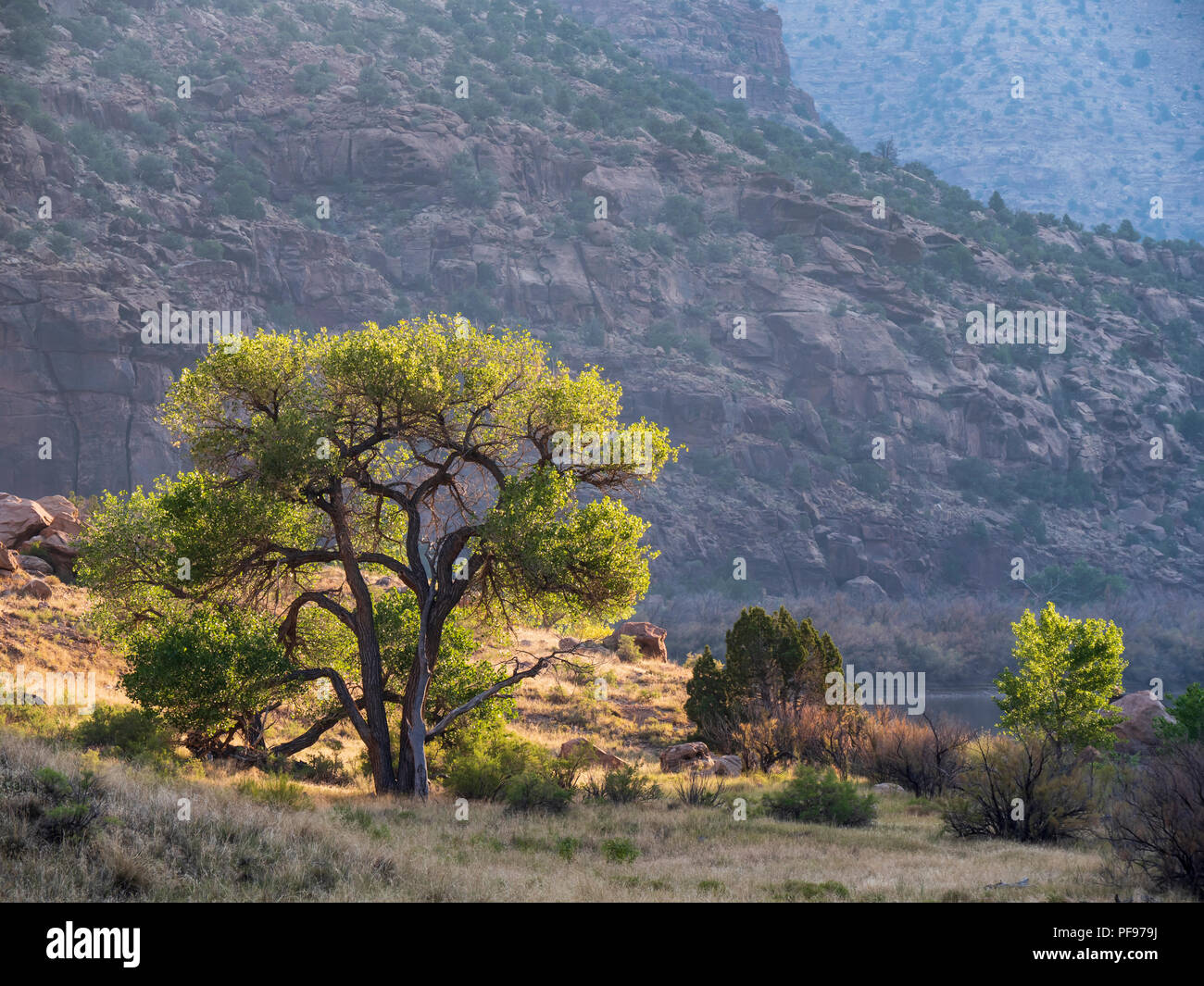 Cottonwood Baum, Desolation Canyon North von Green River, Utah. Stockfoto