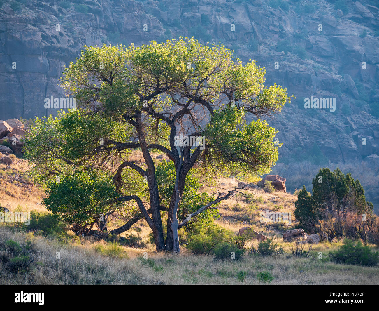 Cottonwood Baum, Desolation Canyon North von Green River, Utah. Stockfoto