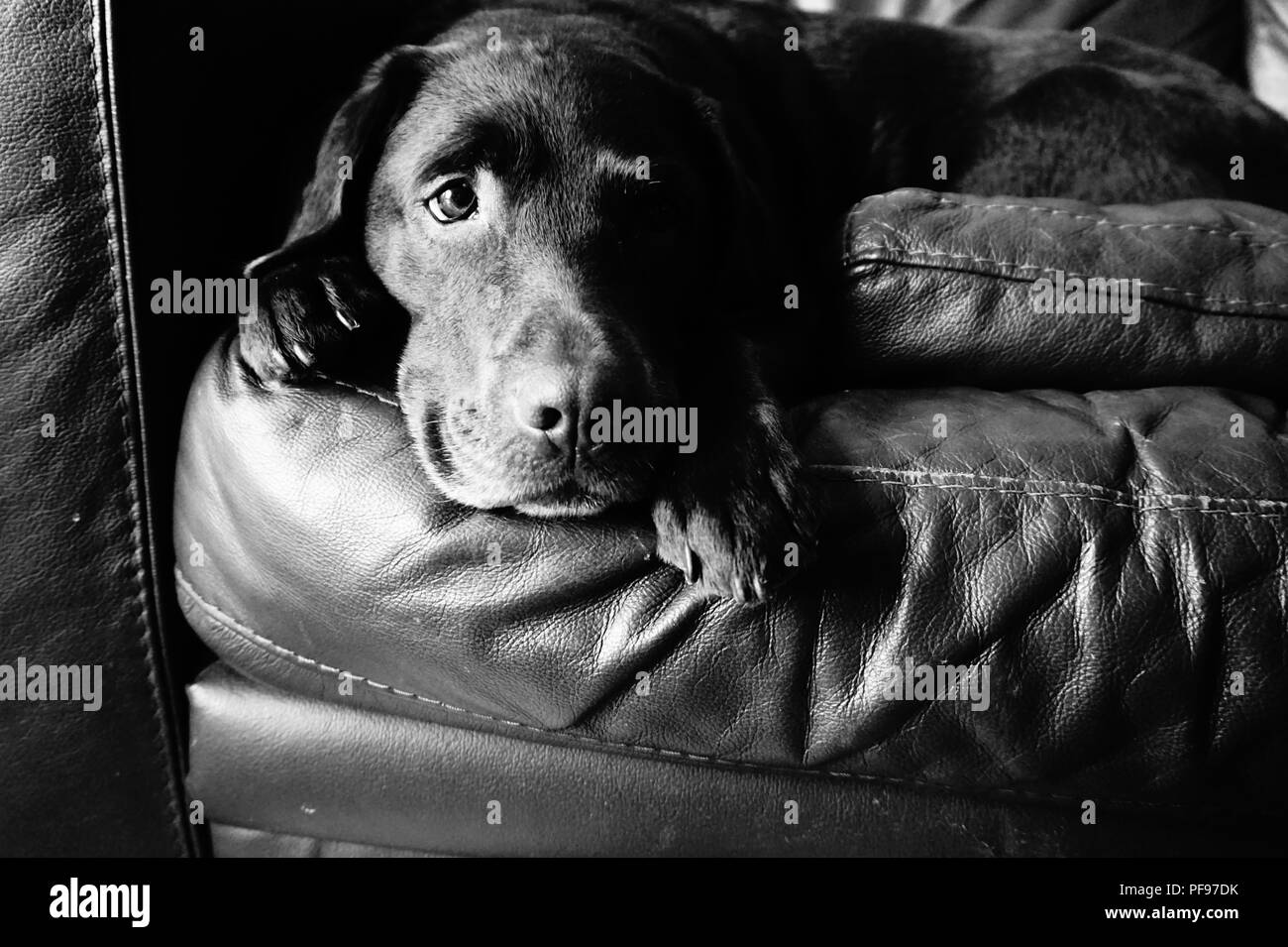 Konzentration Cocker Spaniel Stockfoto