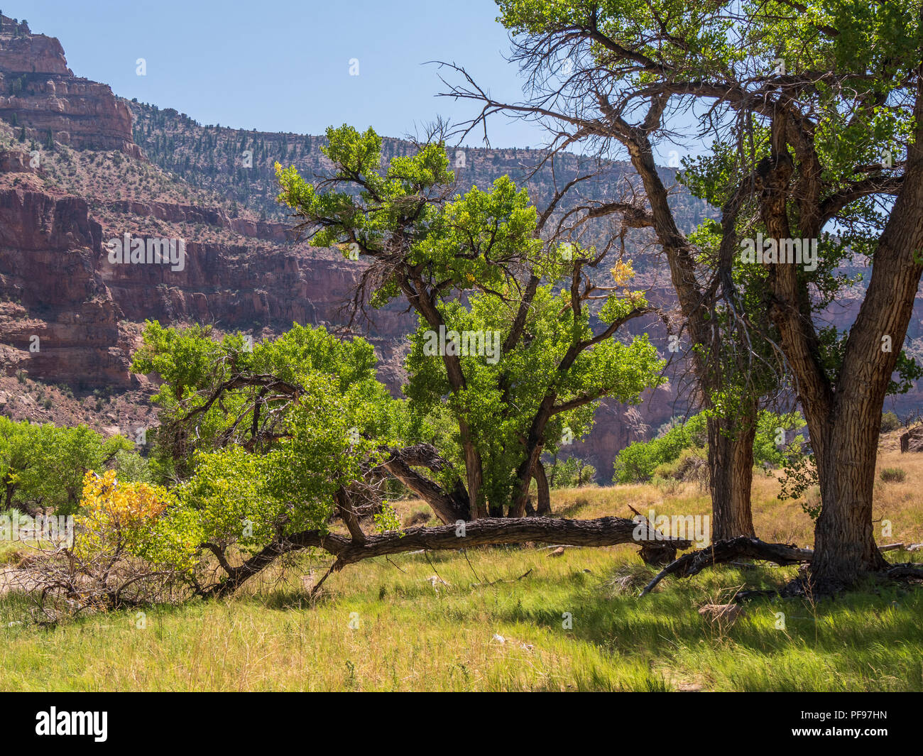 Cottonwood Bäumen, Rock Creek Seite Canyon, Desolation Canyon North von Green River, Utah. Stockfoto