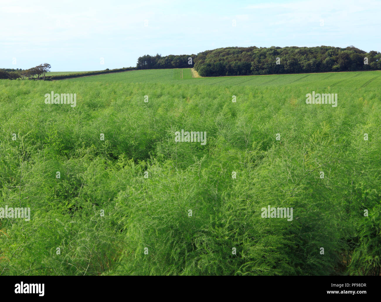 Spargel, Ernte, Ernte, Flächeninhalt, grüne Landschaft, Thornham, North Norfolk, Landschaft, Landwirtschaft, Agricultura Stockfoto
