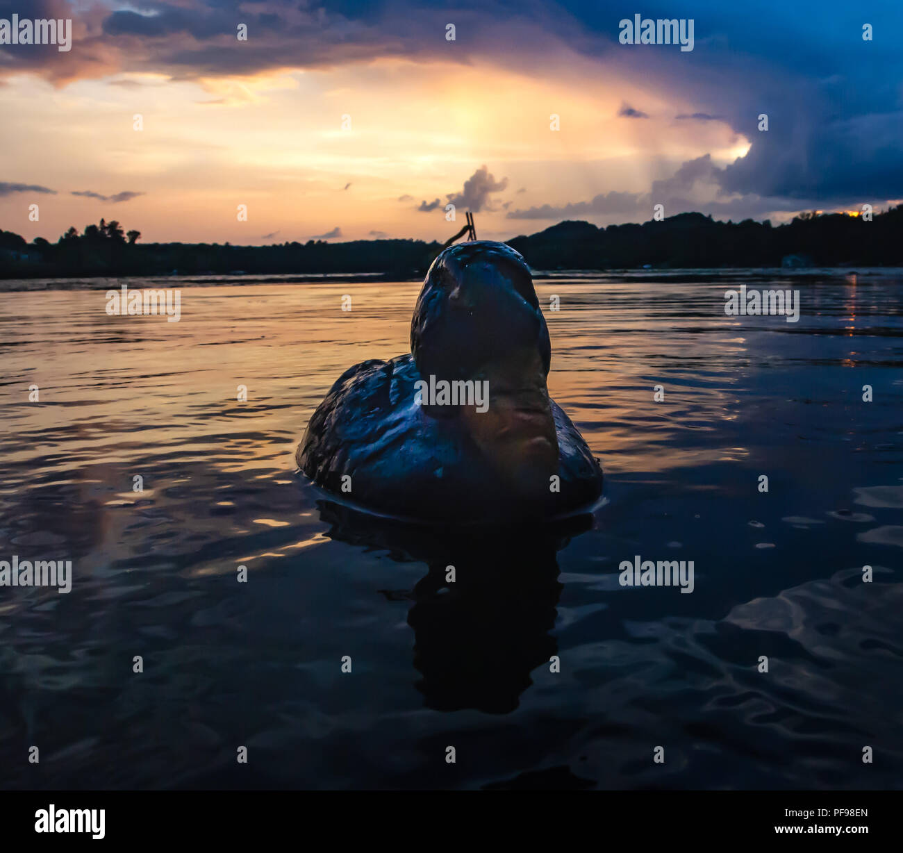 Schwimmende Holz- Ente von Silhouette Sonnenuntergang Stockfoto
