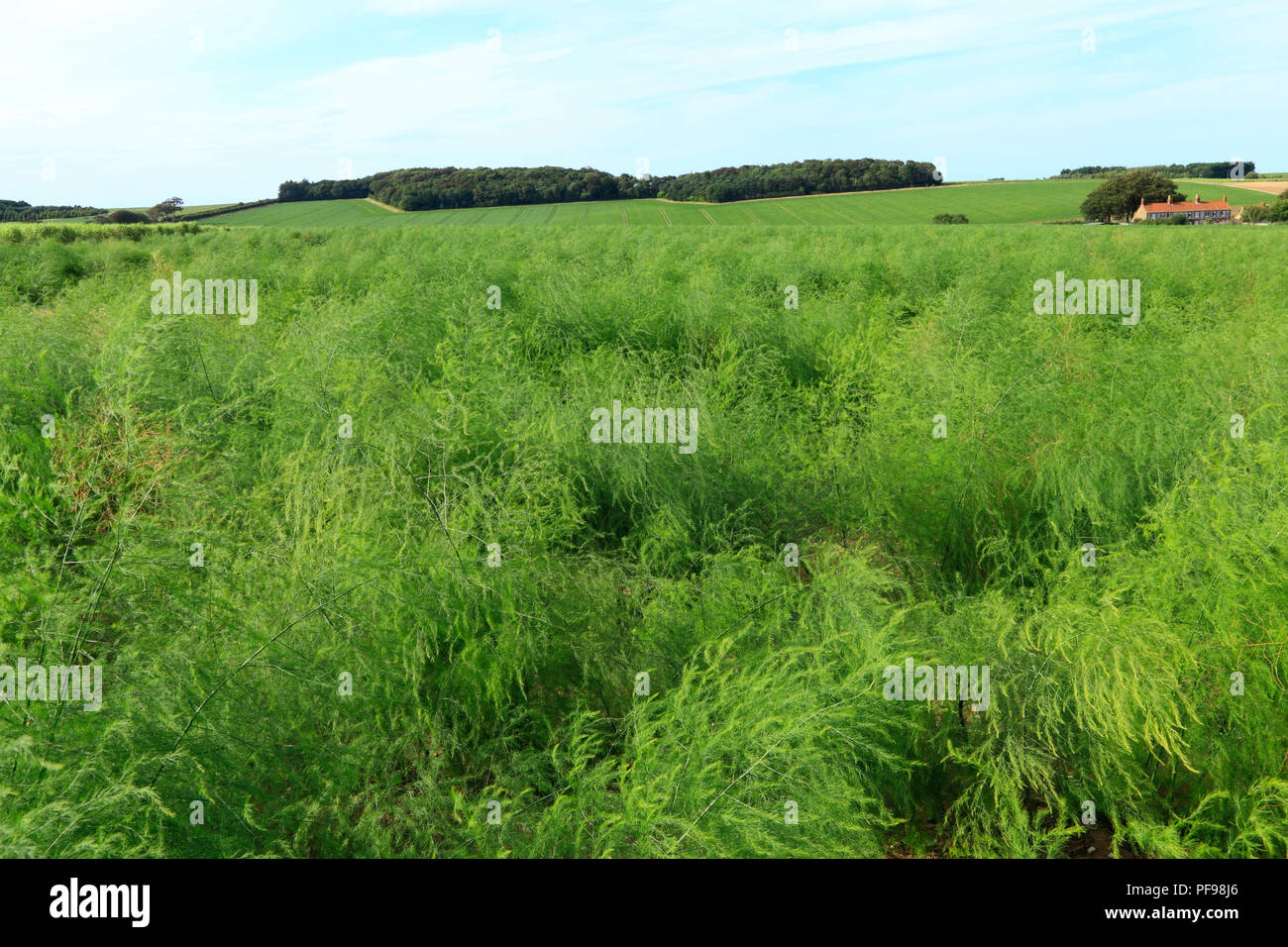 Spargel, Ernte, Ernte, Flächeninhalt, grüne Landschaft, Thornham, North Norfolk, Landschaft, Landwirtschaft, Agricultura Stockfoto
