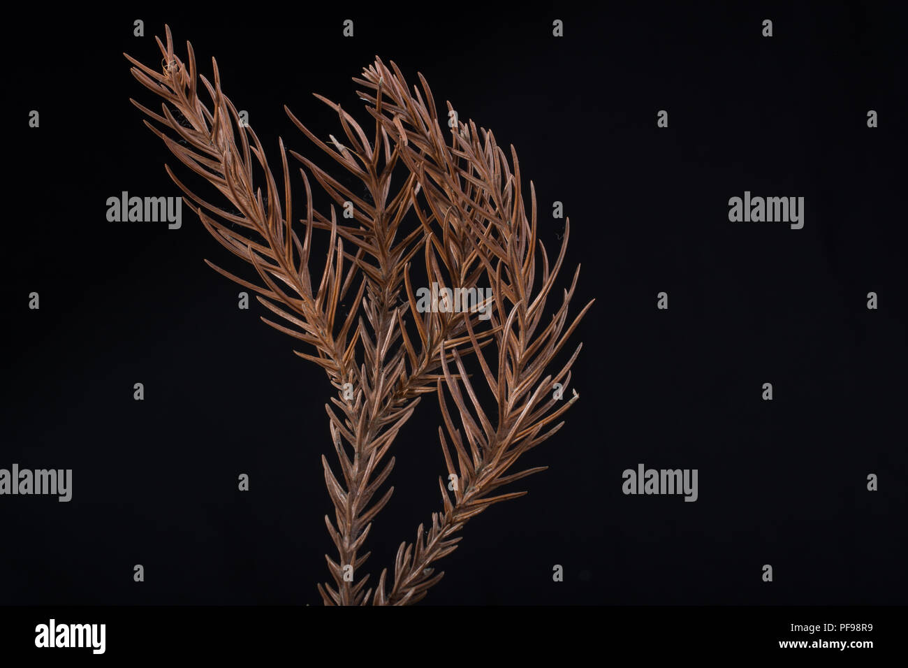 Ein trockenes Blatt im Herbst mal in Makro anzeigen Stockfoto