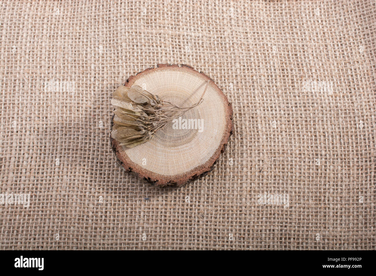 Ein trockenes Blatt im Herbst mal in Makro anzeigen Stockfoto