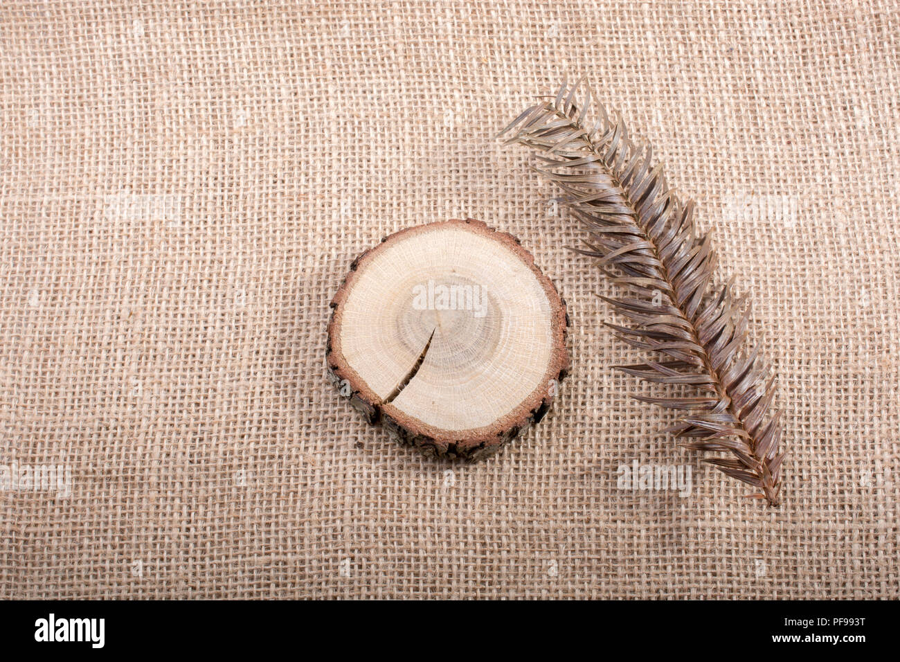 Ein trockenes Blatt im Herbst mal in Makro anzeigen Stockfoto