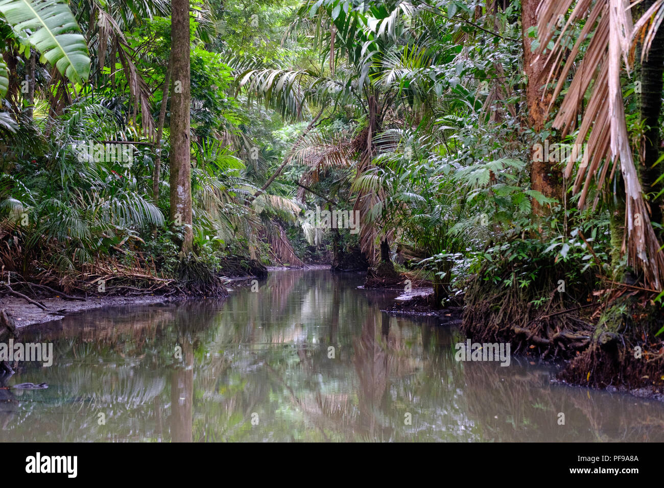 Schmale Fluss in den dichten Regenwald von Tortugero Stockfoto