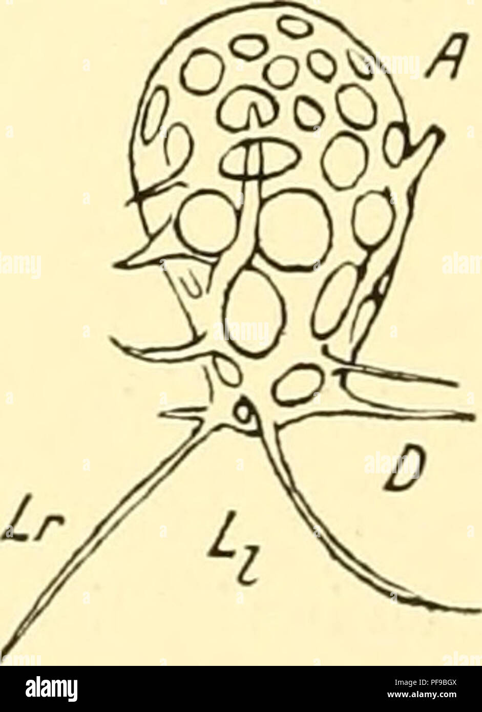 . Deutsche Südpolar-Expedition, 1901-1903, im, Aufträge des Reichsamtes des Innern. Gauss (Schiff); Wissenschaftliche Expeditionen; Antarktis. Textfigur 32. Nipes Peridium spi-H. Entwicklungsstadium zu Textfigur 31. Stachel J) ist abgebrochen 15. Mai 1903, X650.. Textfigur 34. Nipes Peridium spi-II. Schlanke Form mit kurzen, konischen Stacheln und einigen Beistacheln im basalen Teil des Köpfchens. 15. Mai 1903, 400 m. X G 50. Bildeten Bögen (Textfig. 31) und so eiförmige Gestalt des ursprünglichen Köpfchens in eine breitere sterben, mehr halbkugelige verwandelten. Maße: / Haeckel Schale lang 0,08 mm, b Stockfoto