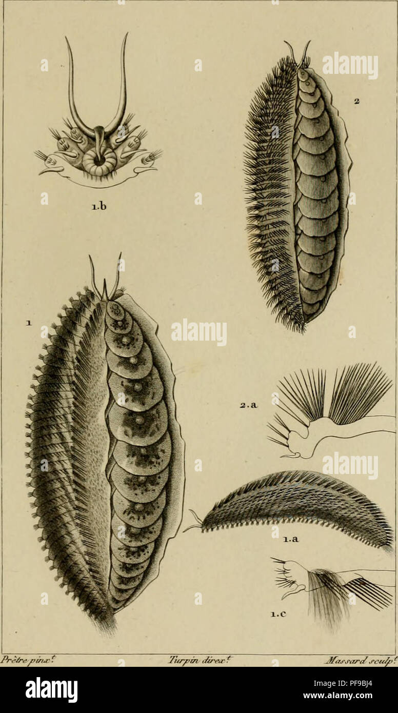 . Wörterbuch des sciences naturelles, Dans lequel auf traite méthodiquement De être de la nature considérés différens, soit en eux-mêmes, d'après l'État actuel de nos connoissances, soit relativement à l'utilité qu'en peuvent retirer La médecine, l'agriculture, le Commerce et les Artes. Suivi d'une Biographie des plus célèbres naturalistes. Natural History. ZOOLOGIE. CnÉTOI" Oden. Hoiiiocricieus Aphrodites.. 1. APHRODITE xjèY^ sçç. fA. acalea ^J en c^^ rj 'Ich^^, Reni&gt;^/opjt, e A} •^a'/révm^ oder ^le en wvrj *&lt;-/AV.I.c. Z'/i nie 4/.. Bitte beachten Sie, dass diese Bilder aus gescannten p extrahiert werden Stockfoto