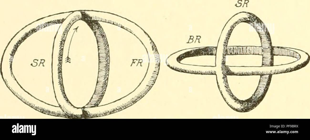 . Deutsche Südpolar-Expedition, 1901-1903, im, Aufträge des Reichsamtes des Innern. Gauss (Schiff); Wissenschaftliche Expeditionen; Antarktis. 236 Deutsche Südpolar-Expedition. Dehnung von der Seite erblickt {SR. = Sagittalring, FR. = Frontalring, BR. = Basalring in der Höhle Textfigmen 4 und 5). Denkt man sich nun den durch Textfig. 4, Ein / HAECKELscher an-Schauung mit Sagittal- und Frontalring Zygosteflianus-Ty ausgestatteten ^ um die große Achse des elliptischen Frontalringes um einen rechten Winkel gedreht (in Richtung des Pfeiles in Abb. 4,"), so dass man in den unteren Kreuzungspunkt von Frontal- und Stockfoto