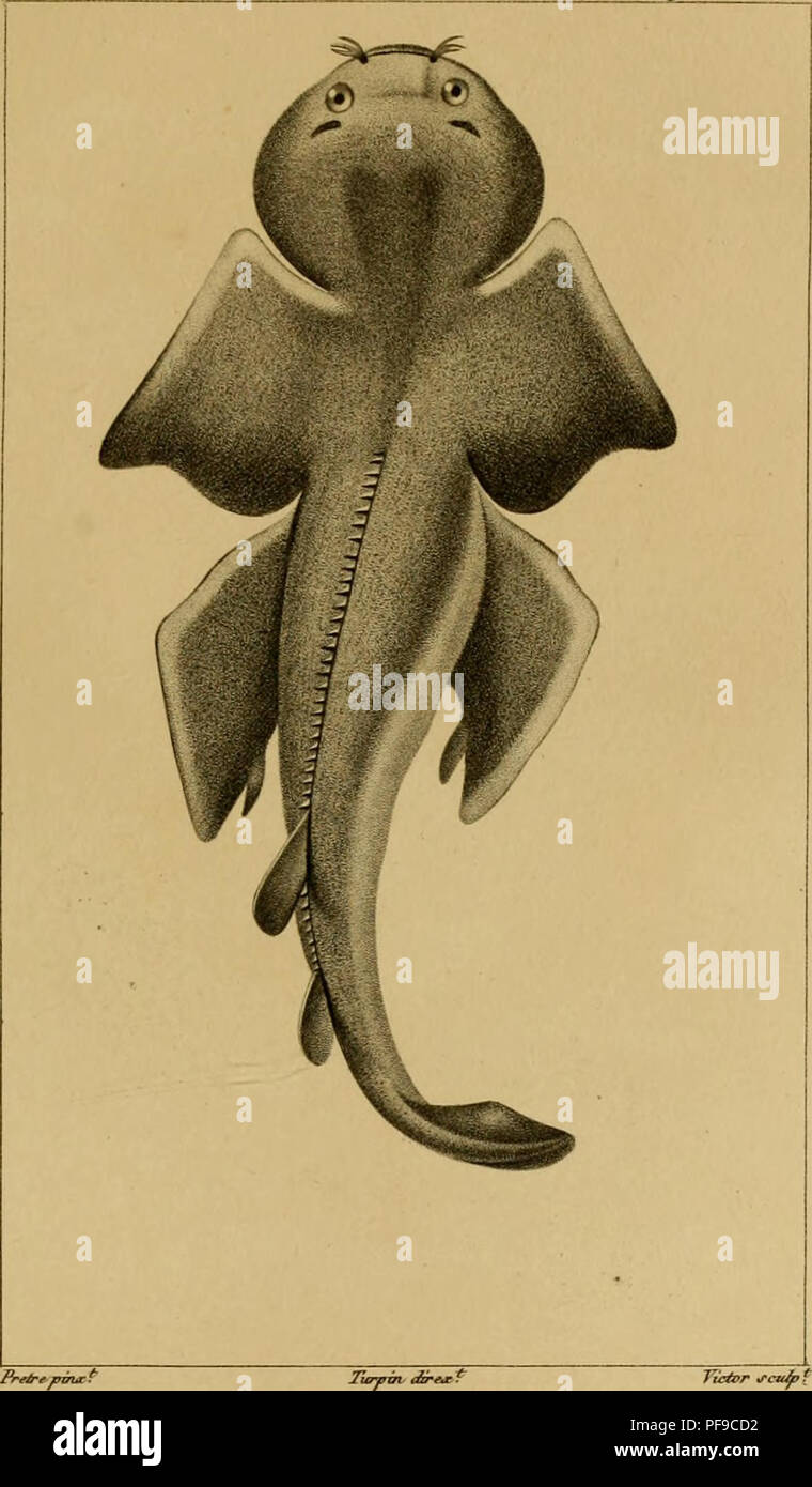 . Wörterbuch des sciences naturelles, Dans lequel auf traite méthodiquement De être de la nature considérés différens, soit en eux-mêmes, d'après l'État actuel de nos connoissances, soit relativement à l'utilité qu'en peuvent retirer La médecine, l'agriculture, le Commerce et les Artes. Suivi d'une Biographie des plus célèbres naturalistes. Natural History. ZOOLOGIE. ICHTHYOLOGIE. Plagiostoines.. Yù^r, rc* tiff SQTJATINE aiige de Mer.. Bitte beachten Sie, dass diese Bilder extrahiert werden aus der gescannten Seite Bilder, die digital für die Lesbarkeit verbessert haben mögen - Färbung und das Aussehen von THESS Stockfoto