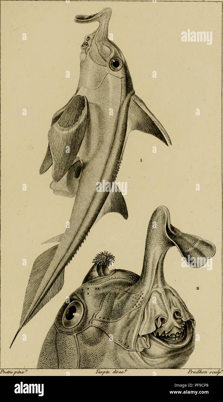 . Wörterbuch des sciences naturelles, Dans lequel auf traite méthodiquement De être de la nature considérés différens, soit en eux-mêmes, d'après l'État actuel de nos connoissances, soit relativement à l'utilité qu'en peuvent retirer La médecine, l'agriculture, le Commerce et les Artes. Suivi d'une Biographie des plus célèbres naturalistes. Natural History. ZOOLOGIE. ICHTHYOLOGIE Clilsiuopnes.. CALLOTUIINQUE antai "cfictive./ne//e. Te/? Ti'Rf/t nit/riniïf/riia/e ot/**en ae^souj-.. Bitte beachten Sie, dass diese Bilder aus gescannten Seite Bilder, die digital verbessert worden sein kann f extrahiert werden Stockfoto