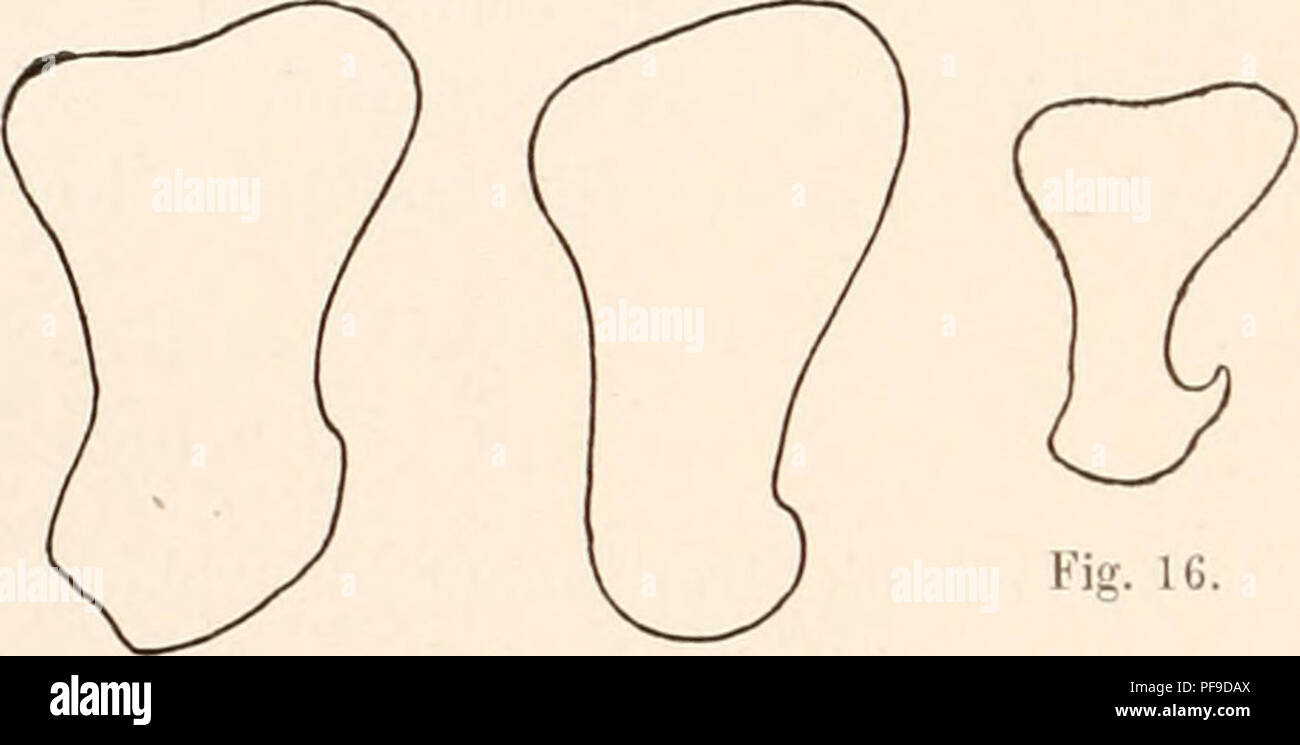 . Deutsche Südpolar-Expedition, 1901-1903, im, Aufträge des Reichsamtes des Innern. Gauss (Schiff); Wissenschaftliche Expeditionen; Antarktis. 340 Deutsche Südpolar-Expedition. Distale Humeruspartie ist von Anfang Sterben eine dorso-ventrale abgeplattet. Bei etwa 3 cm langen Embryonen hat sterben Trochlea schon schnell ihre endgültige Form. Zn of this Zeit available schon eine Crista condyloidea lateralis angelegt, wenn dieselbe auch nicht so scharf ist wie als. Ein Foramen supracondyloideum (s. entepicondyloideum) fehlt offenbar ursprüng-lich allen Pinnipediern. Bei einigen Pinnipediern (z. B. bei Phoca. Halichoer Stockfoto