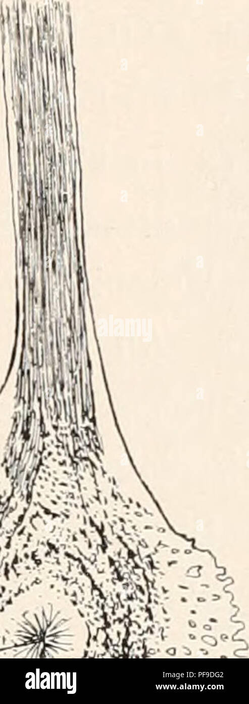 . Deutsche Südpolar-Expedition, 1901-1903, im, Aufträge des Reichsamtes des Innern. Gauss (Schiff); Wissenschaftliche Expeditionen; Antarktis. Abb. 40. Callozostron horridum n. sp. Polypensehuppe. "%'; *:''." Fr-•:.•' &Lt;fr^Abb. 41. Callozostron horridum n. sp. Randschnppe.. Bitte beachten Sie, dass diese Bilder sind von der gescannten Seite Bilder, die digital für die Lesbarkeit verbessert haben mögen - Färbung und Aussehen dieser Abbildungen können nicht perfekt dem Original ähneln. extrahiert. Deutsche Südpolar-Expedition (1901-1903); Drygalski, Erich von, 1865-1949. Berlin, G. Reimer Stockfoto