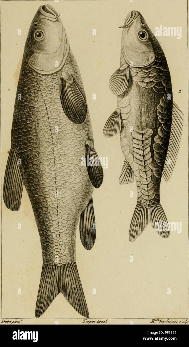 . Wörterbuch des sciences naturelles, Dans lequel auf traite méthodiquement De être de la nature considérés différens, soit en eux-mêmes, d'après l'État actuel de nos connoissances, soit relativement à l'utilité qu'en peuvent retirer La médecine, l'agriculture, le Commerce et les Artes. Suivi d'une Biographie des plus célèbres naturalistes. Natural History. ZOOIiOGlK. ICHTHYOLOGIE. Gymnopomes. 1 LiA TANCHE ORDINAIRE; 2. LA REINE DES CARPES.. Bitte beachten Sie, dass diese Bilder aus gescannten Seite Bilder, die digital für die Lesbarkeit verbessert haben mögen - Färbung und Erscheinungsbild extrahiert werden Stockfoto