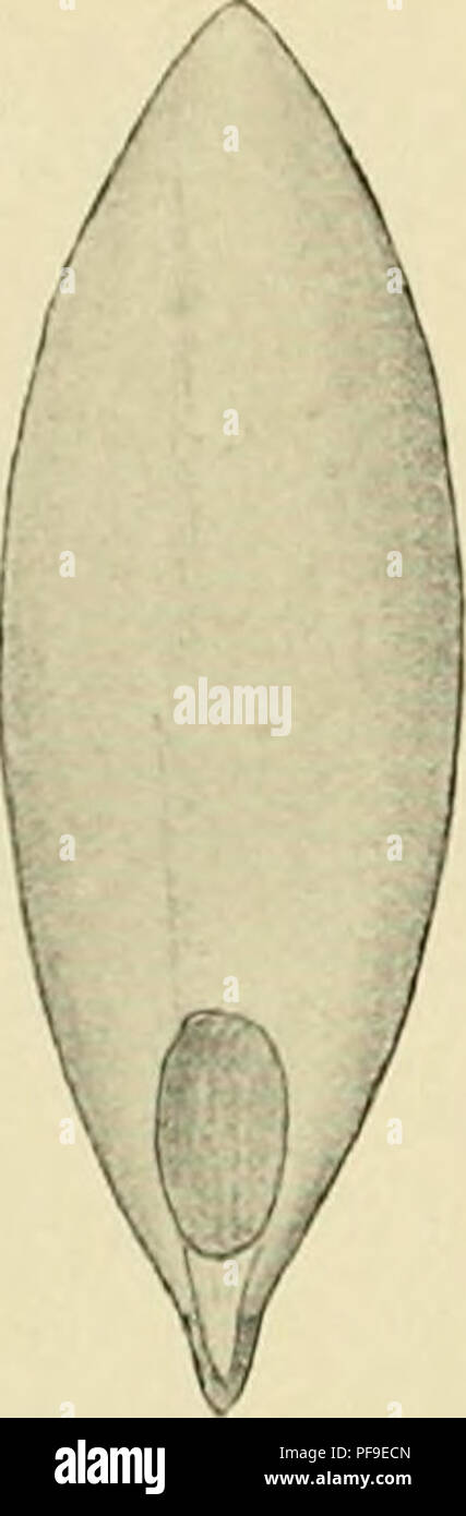 . Deutsche Südpolar-Expedition, 1901-1903, im, Aufträge des Reichsamtes des Innern. Gauss (Schiff); wissenschaftliche Expeditionen. . Bitte beachten Sie, dass diese Bilder sind von der gescannten Seite Bilder, die digital für die Lesbarkeit verbessert haben mögen - Färbung und Aussehen dieser Abbildungen können nicht perfekt dem Original ähneln. extrahiert. Deutsche Südpolar-Expedition (1901-1903); Drygalski, Erich von, 1865-1949. Berlin, G. Reimer Stockfoto
