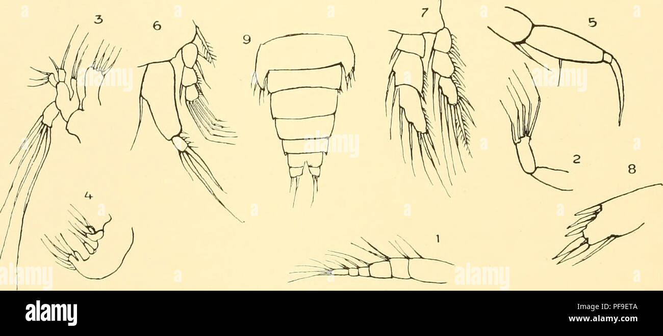 . Deutsche Südpolar-Expedition, 1901-1903, im, Aufträge des Reichsamtes des Innern. Gauss (Schiff); Wissenschaftliche Expeditionen; Antarktis. ... Deutsche Südpolar-Expedition. Das Männchen von Idomene fusilla habe ich nicht gesehen, doch weicht das hier beschriebene Exemplar von diesem ziemhch wesentlich ab, im hier im Bau des ersten Fußpaares und ganz allgemein durch erheblich geringere Bedornung der Gheder. Gattung Megartlirum Norman & Amp; Scott. (1906 Megarthrum Norman & Amp; Scott, die krebstierfang Devon und Cornwall S. 174). Megarthinin simulans n. sp. (Tal LIV, Abb. 9He. 10, Textfig. XXXV.)? Stockfoto