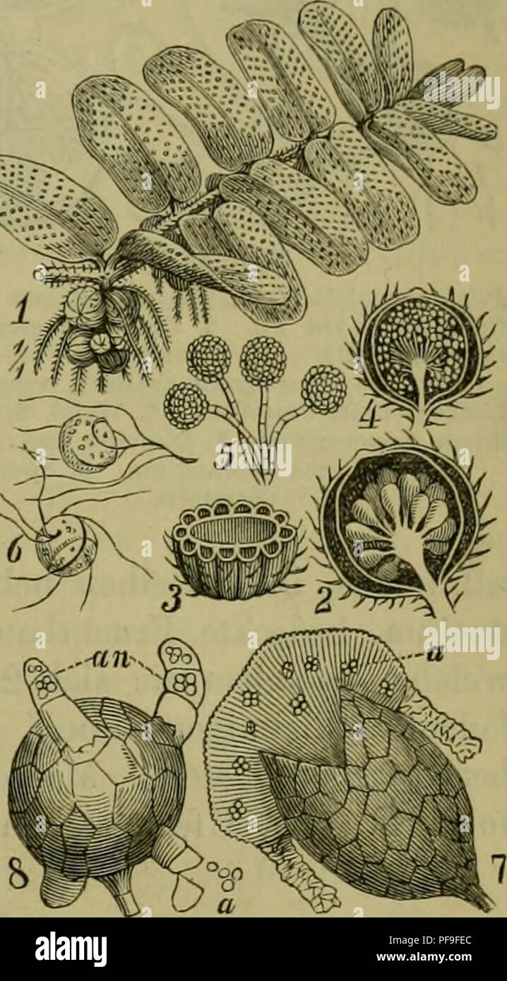 . Deutsche Flora. Pharmaceutisch-Medicinische Botanik. Ein Grundriss der Systematischen Botanik zum Selbststudium für Ärzte, Apotheker und Botaniker. Pflanzen, Heilpflanzen. Rhizocarpeae. Salviniaceae. 285 setzt. Mit dem Grunde von landseen; selten. 6 - 9. I. echinospora Durieu. Blätter viel kürzer, hellgrün, schlaff. Macrosporen, dicht mit langen, dünnen, zerbrechlichen Stacheln bedeckt; selten: in der Höhle SchAvarzwaldseen. Ordnung IX. Rhizocarpeae, WurzelMcMler. S. 273. Kleine, ein- oder mehrjährige auf dem Wasser schwimmende, daher auch Hydropteriden, Wasserfarrne, genannte, oder in Feuch Stockfoto