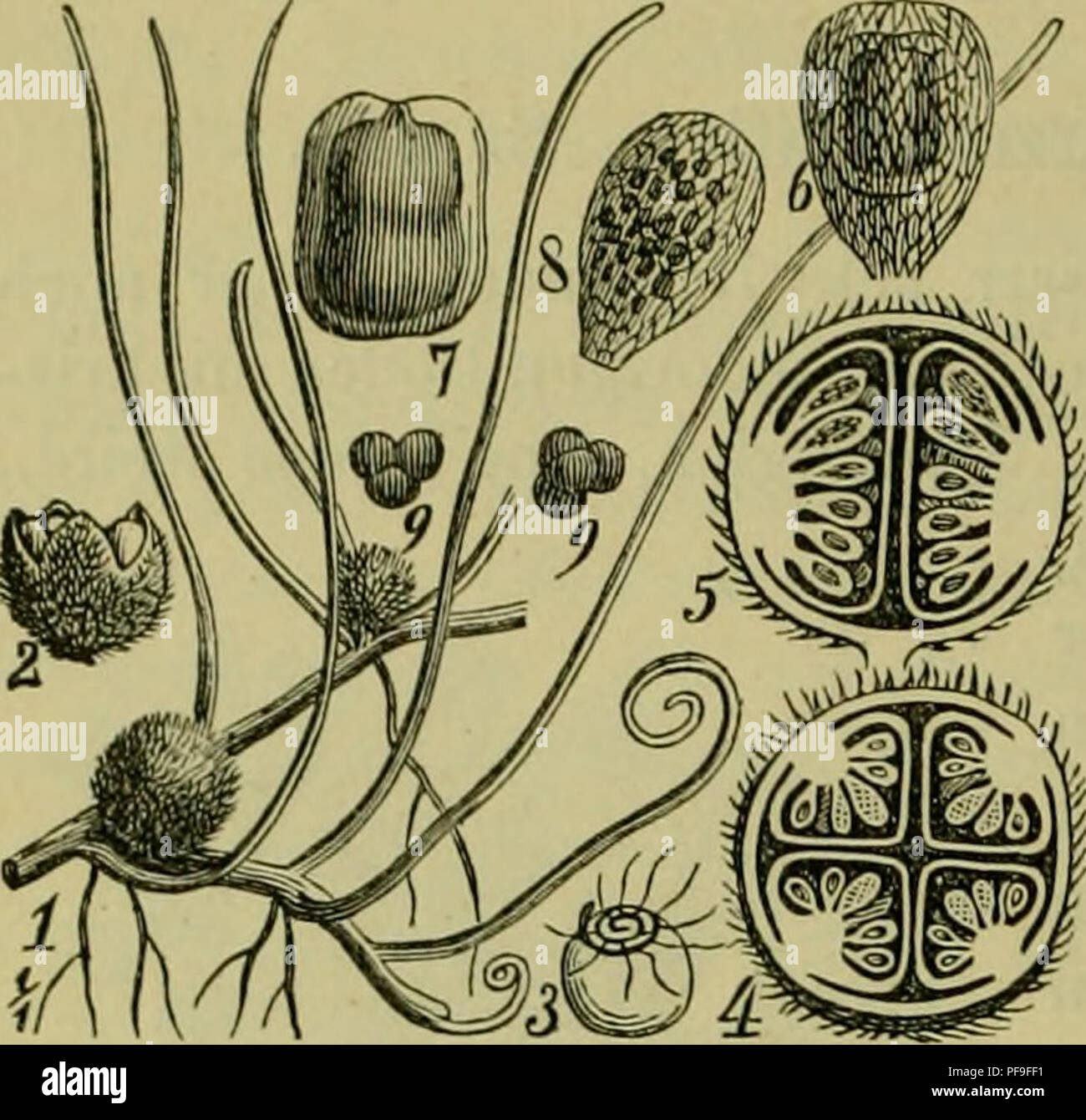 Deutsche Flora. Pharmaceutisch-Medicinische Botanik. Ein Grundriss der  Systematischen Botanik zum Selbststudium für Ärzte, Apotheker und  Botaniker. Pflanzen, Heilpflanzen. 286 RHzocarpeae. Salviniaceae.Bei der  Keimung 4 klappig sich Ã¶ffnenden ...